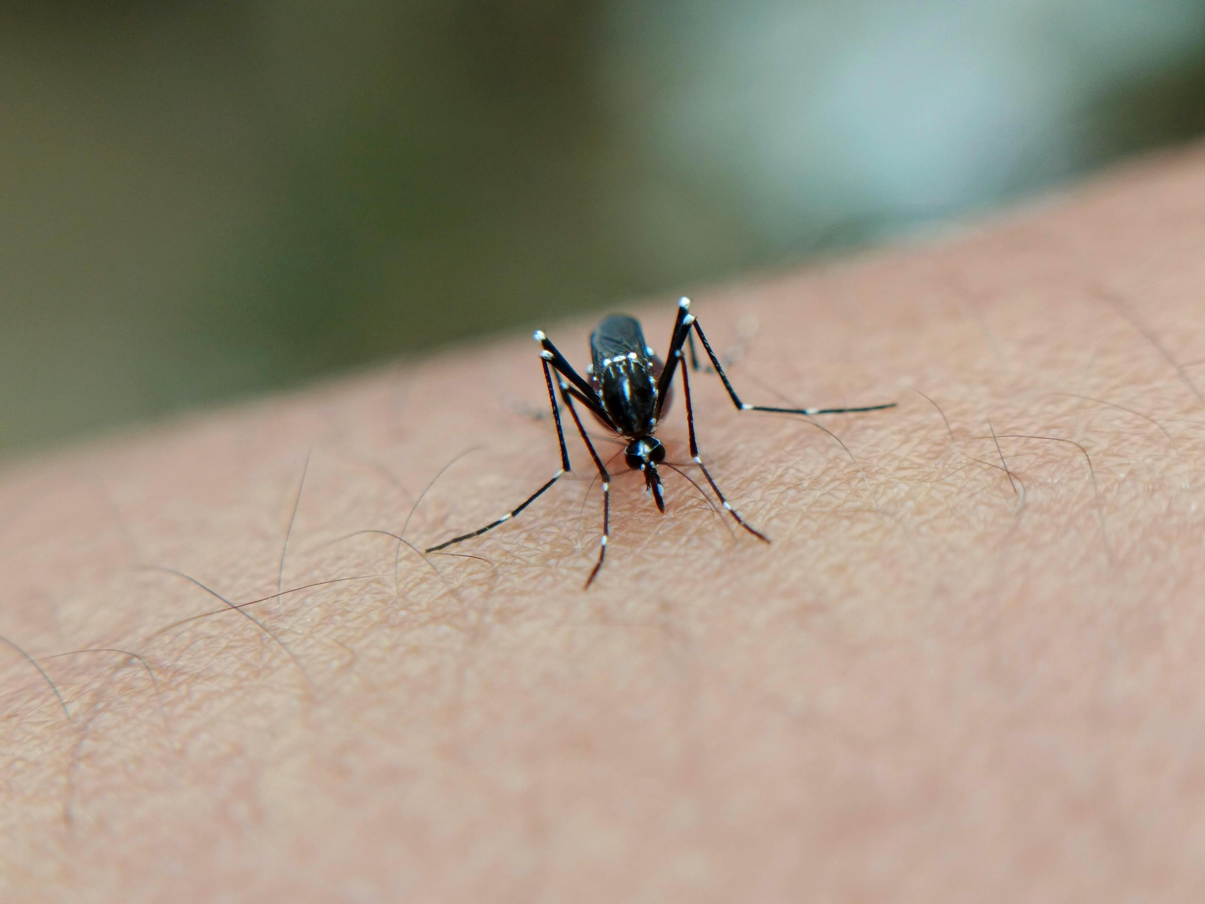 Anti-Malaria