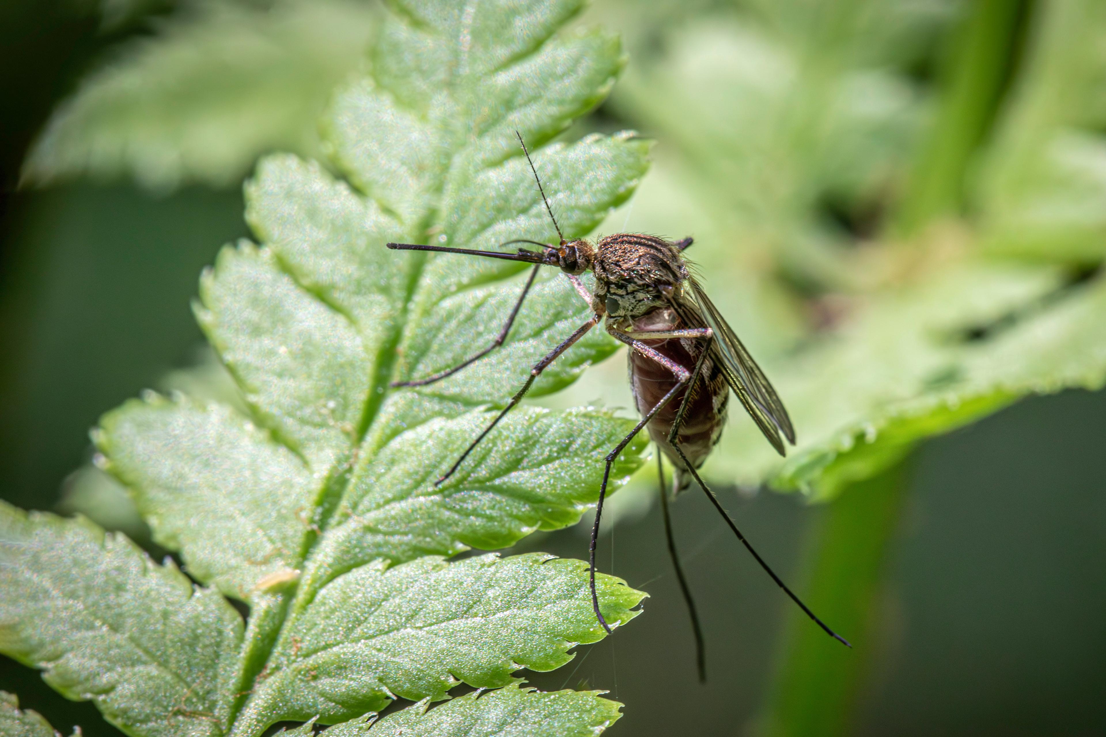 What are the different types of anti-malaria treatments at Synova?